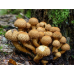 Мицелий Чешуйчатки обыкновенной / Чешуйчатка ворсистая (Pholiota squarrosa)